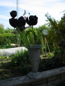 Tulipaner
