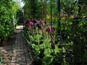 Tulipaner