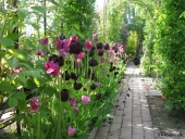 Tulipaner