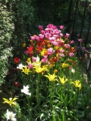 Tulipaner