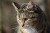 Katten på whiskytønde