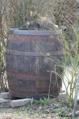 Katten på whiskytønde