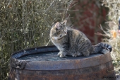 Katten på whiskytønde