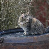 Katten på whiskytønde