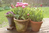 Tulipaner i krukker