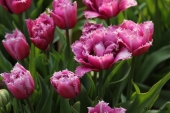 Crispa Tulipaner