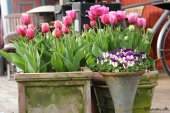 Tulipaner i krukker