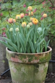 Tulipaner i krukke