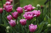 Crispa Tulipaner