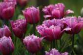Crispa Tulipaner