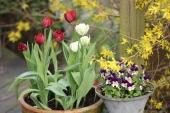 Crispa Tulipaner og Hornvioler