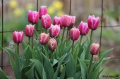 Crispa Tulipaner