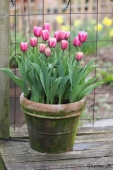 Tulipaner i krukke