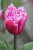 Crispa Tulipaner