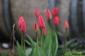 Alm. Tulipaner