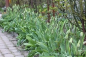 Tulipaner ved rosenportalen