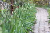 Tulipaner ved rosenportalen