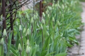 Tulipaner ved rosenportalen