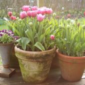 Tulipaner i krukker
