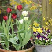 Crispa Tulipaner og Hornvioler