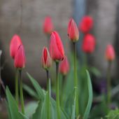 Alm. Tulipaner