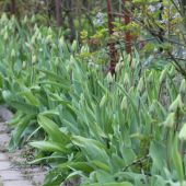 Tulipaner ved rosenportalen