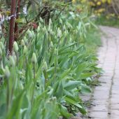 Tulipaner ved rosenportalen