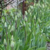 Tulipaner ved rosenportalen