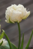 Crispa tulipan - Snow Crystal