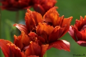 Crispa tulipan - Mascotte
