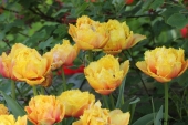 Crispa tulipan - Crispion Sweet