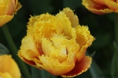 Crispa tulipan - Crispion Sweet