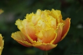 Crispa tulipan - Crispion Sweet