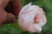 Den første rose - har stået i drivhus