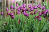 Negrita tulipaner