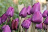 Negrita tulipaner