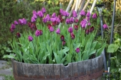 Negrita tulipaner