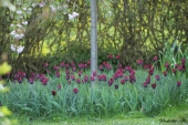 Negrita tulipaner og Japansk Kirsebær