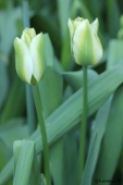 Spring Green tulipaner