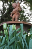 Spring Green tulipaner