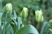 Spring Green tulipaner