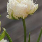 Crispa tulipan - Snow Crystal