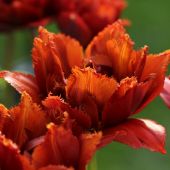Crispa tulipan - Mascotte