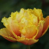 Crispa tulipan - Crispion Sweet
