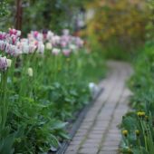 Rosengang med Shirley tulipaner