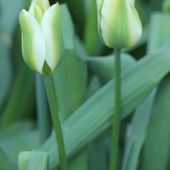 Spring Green tulipaner