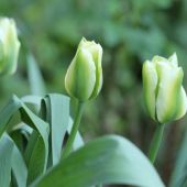 Spring Green tulipaner