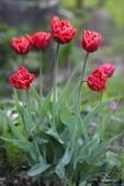 Tulipaner