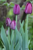 Tulipaner