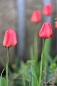 Tulipaner